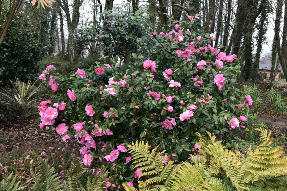 Où mettre les campanules ?