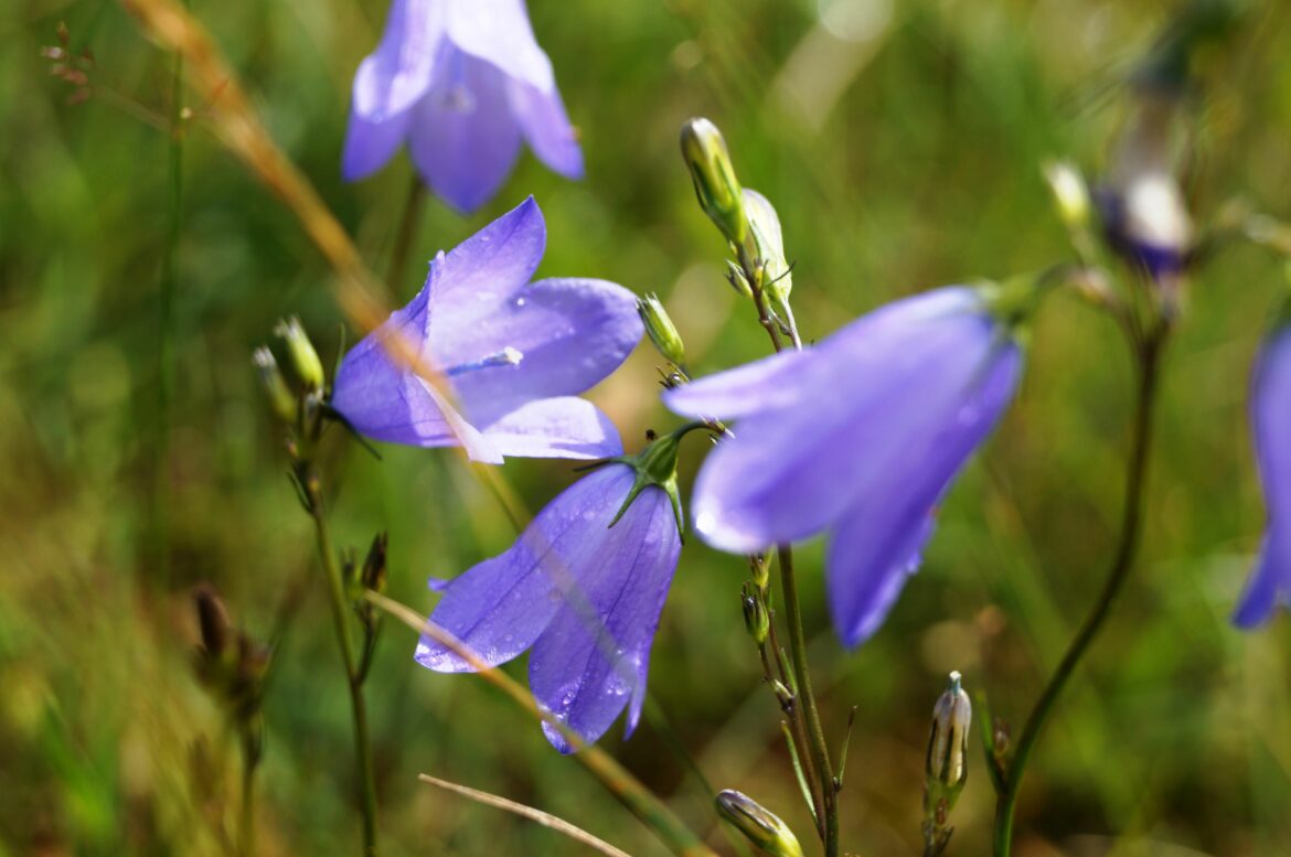 Où mettre les campanules ?
