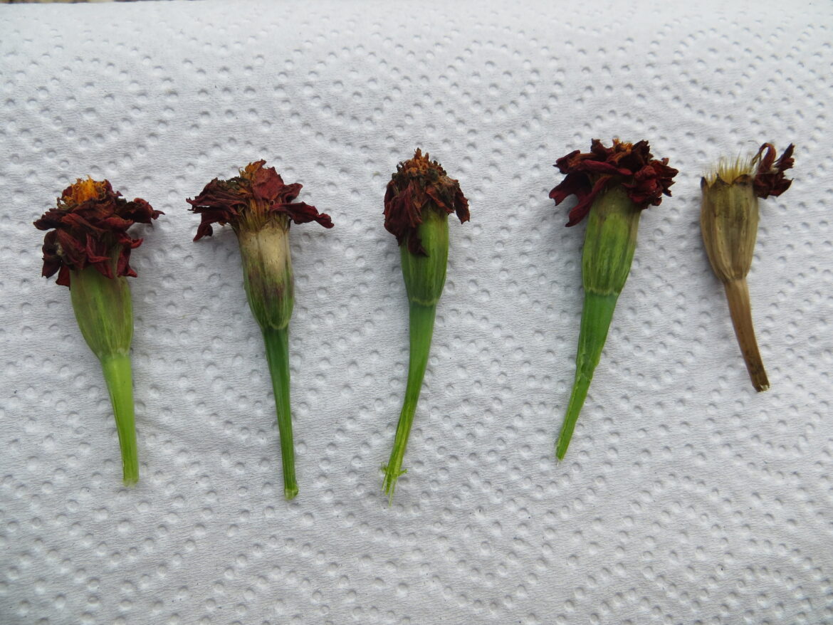 Où mettre les œillet d'Inde ?