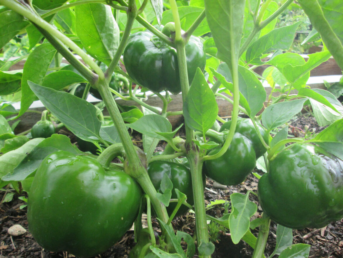 Où mettre les poivrons dans le potager ?