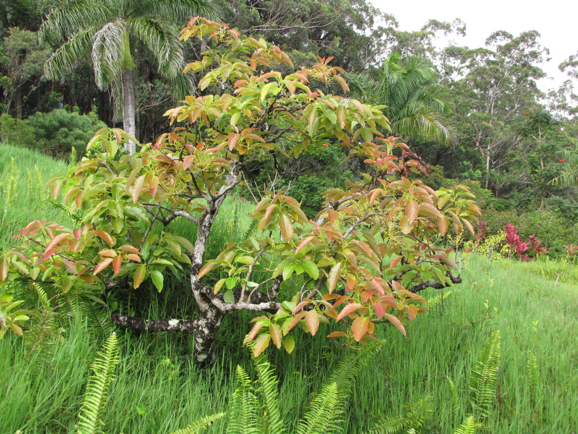 Où mettre un avocatier ?