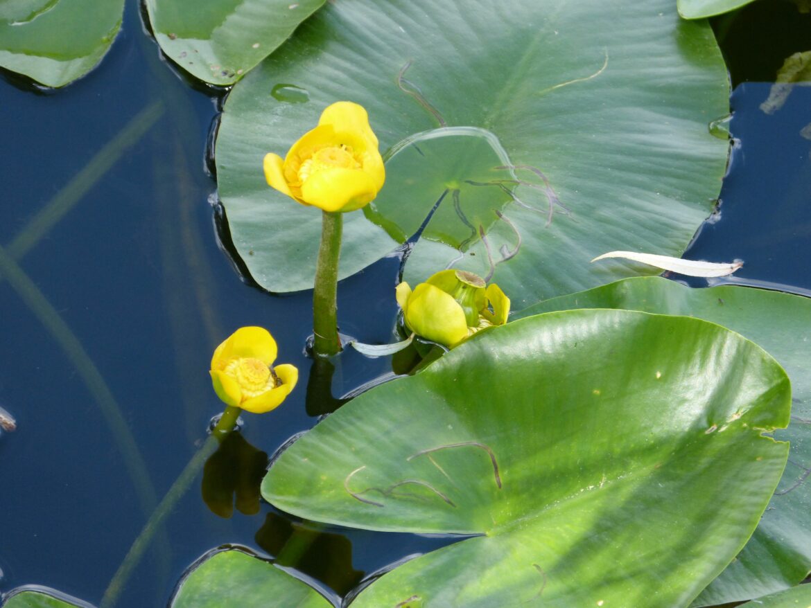 Où mettre un nénuphar ?