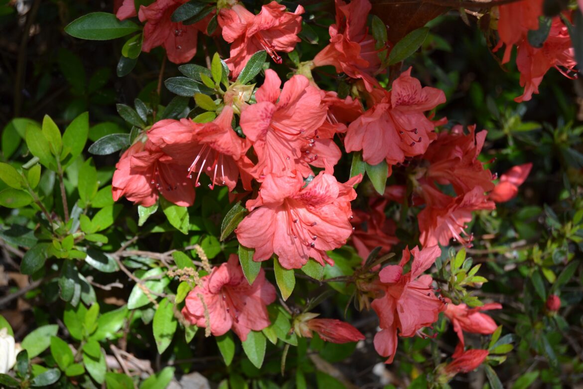 Où mettre une azalée ?