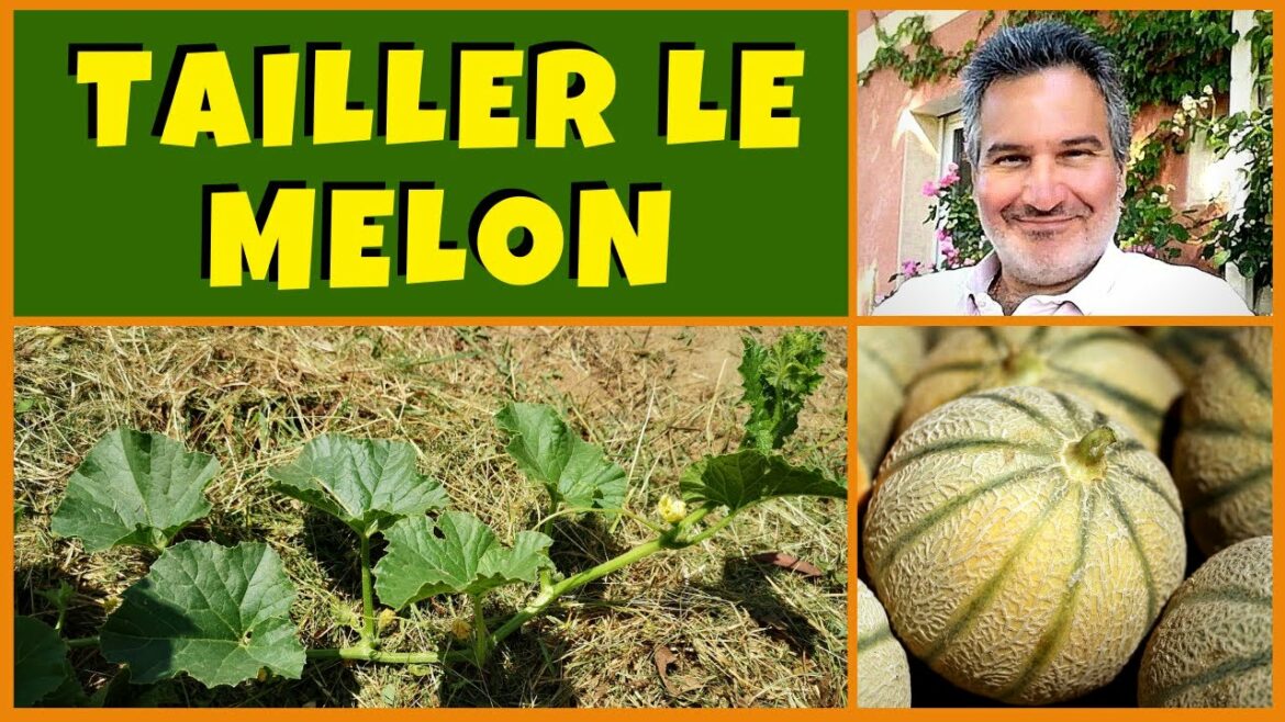 Ou pincer les melons ?