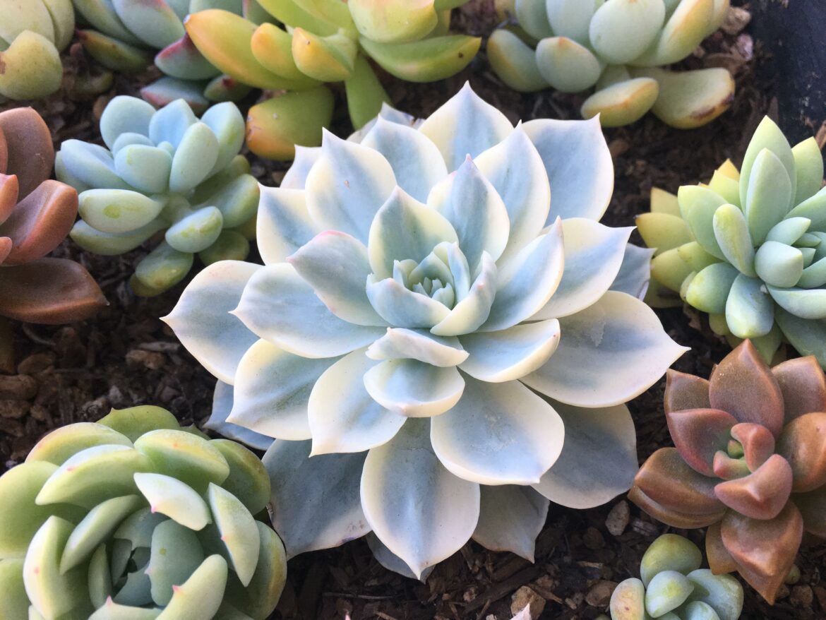 Où placer Echeveria ?