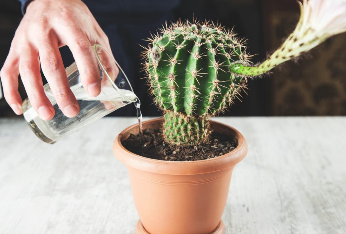 Où placer le cactus dans la maison ?