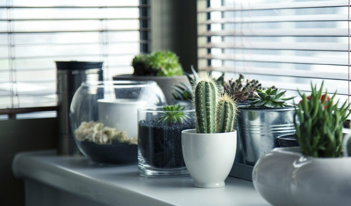 Où placer le cactus dans la maison ?