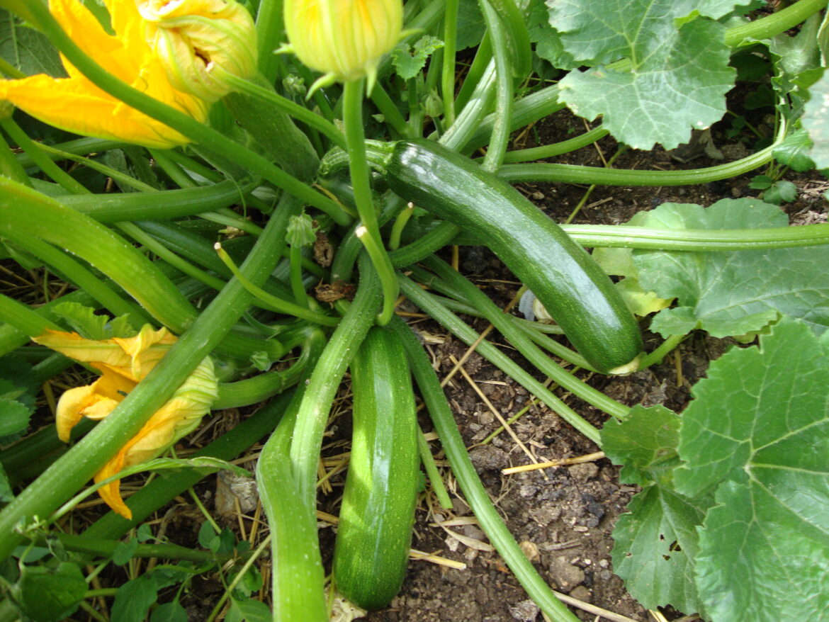 Où placer les courgettes dans le jardin ?
