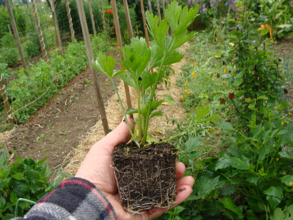 Où placer les semis ?
