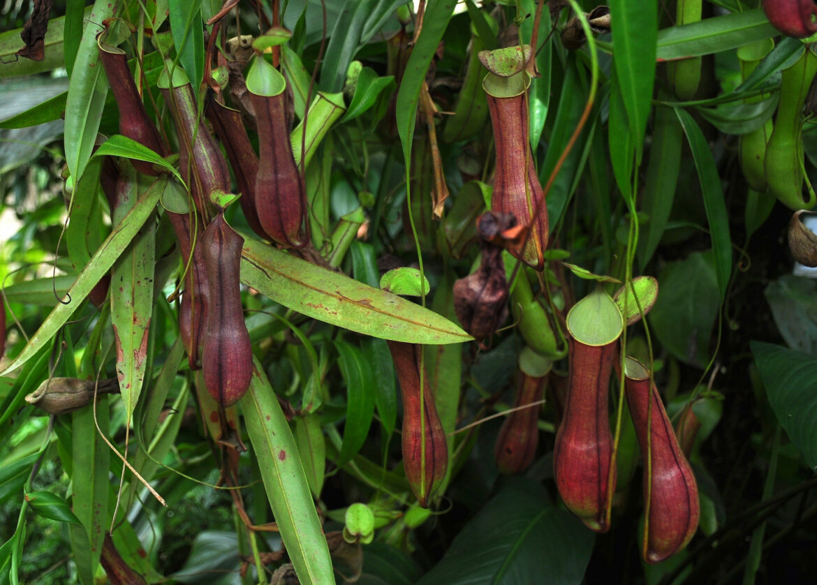 Où placer népenthès ?