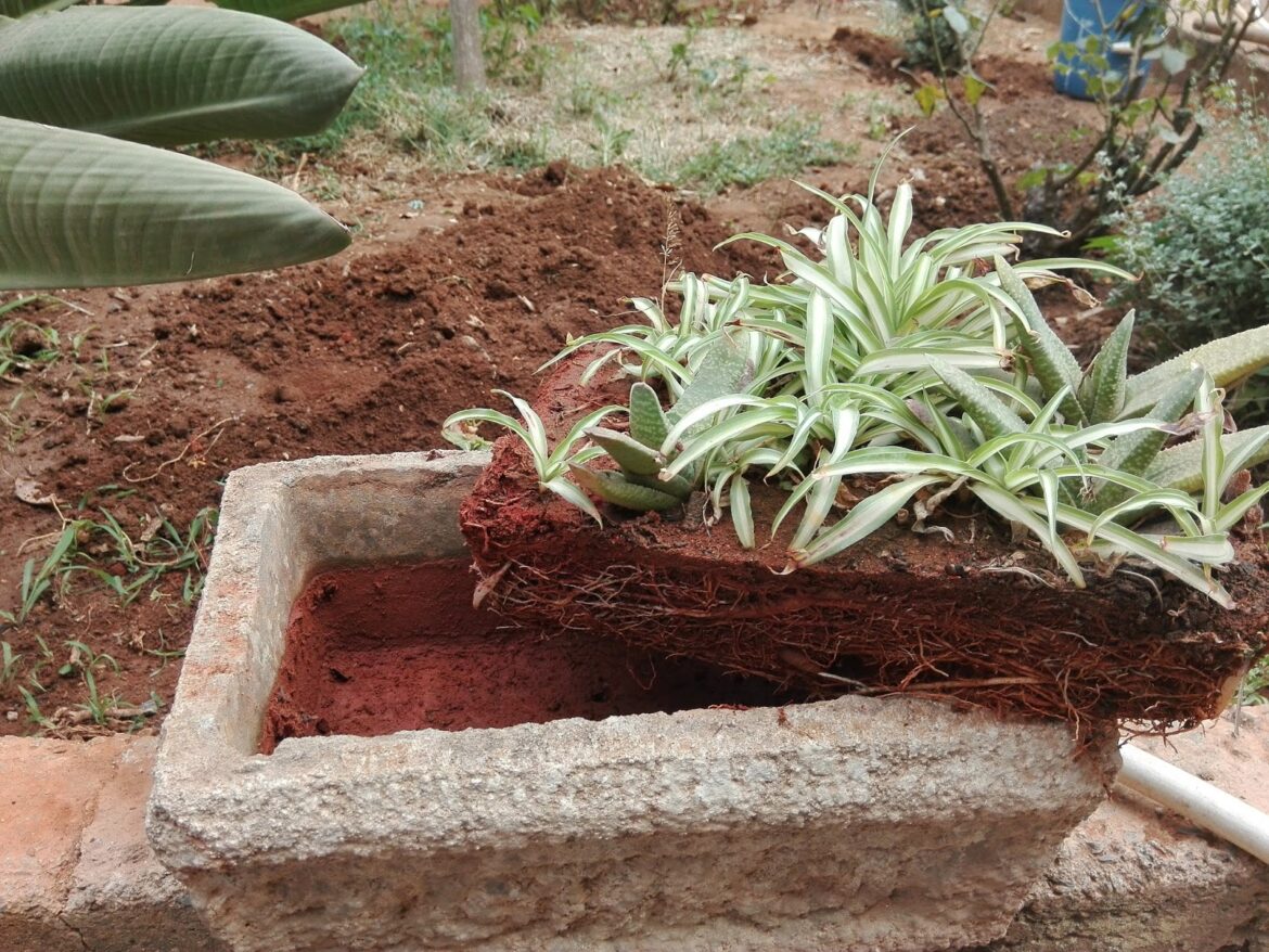 Où placer plante araignée ?