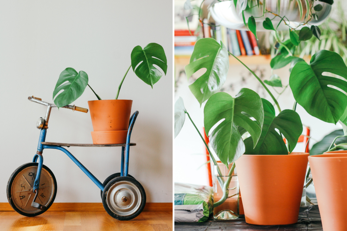 Où placer sa monstera ?