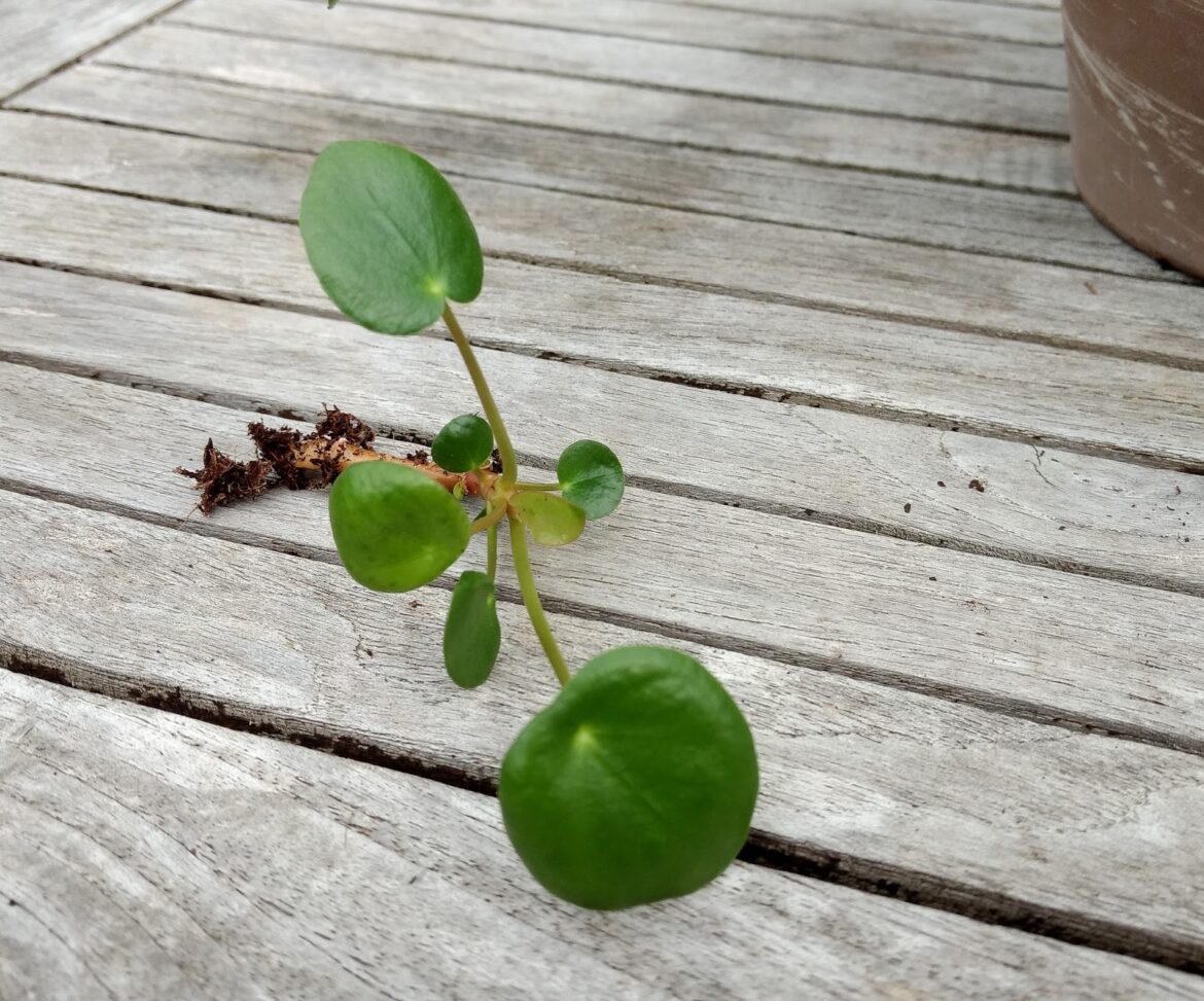 Où placer son pilea ?