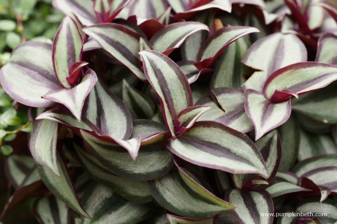 Où placer tradescantia ?