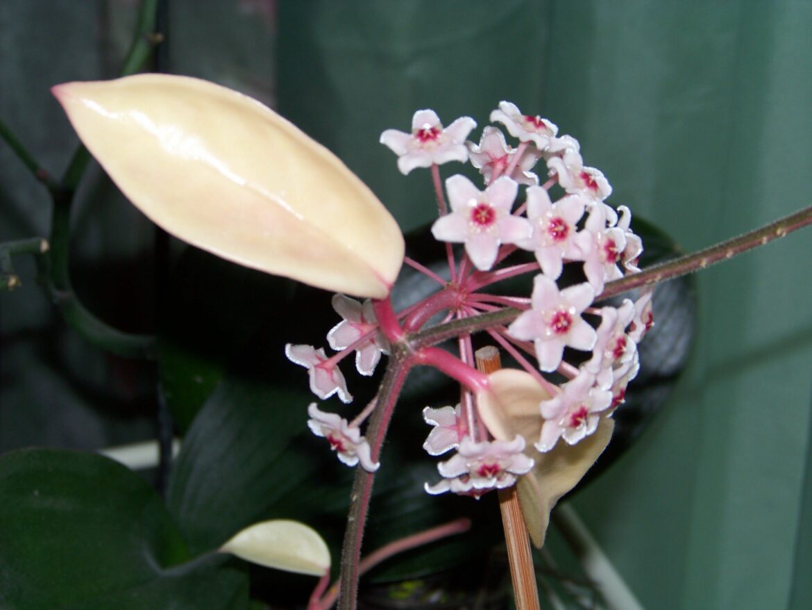 Où placer un Hoya ?