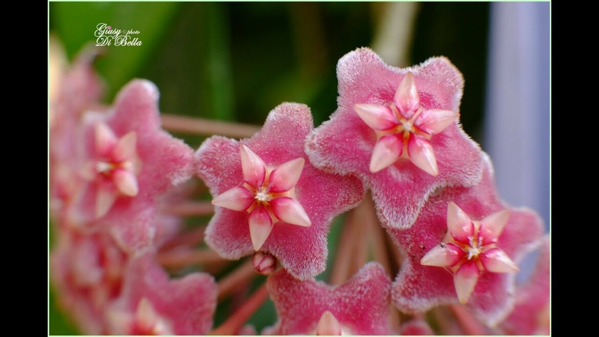 Où placer un Hoya ?