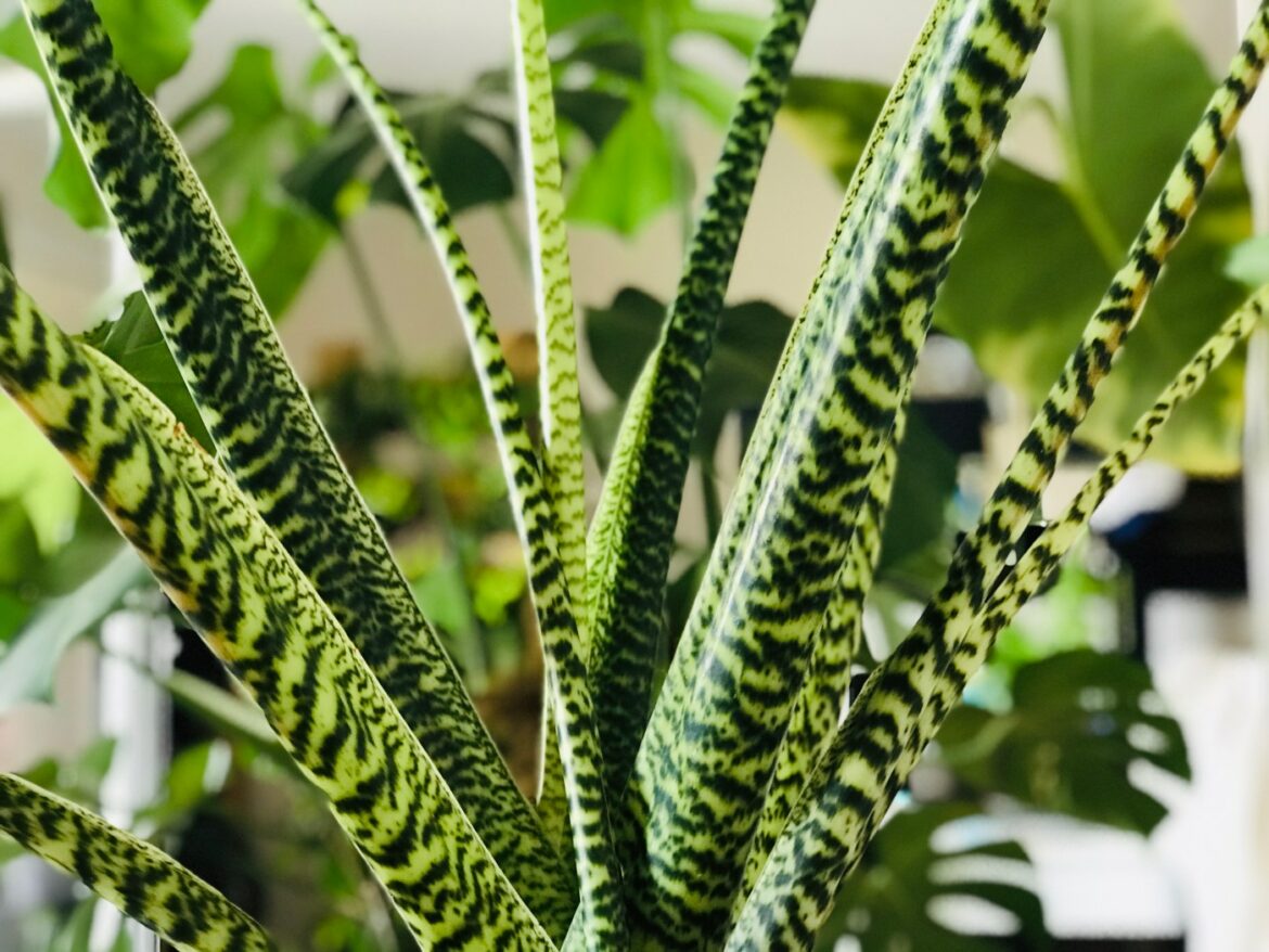 Où placer un alocasia ?