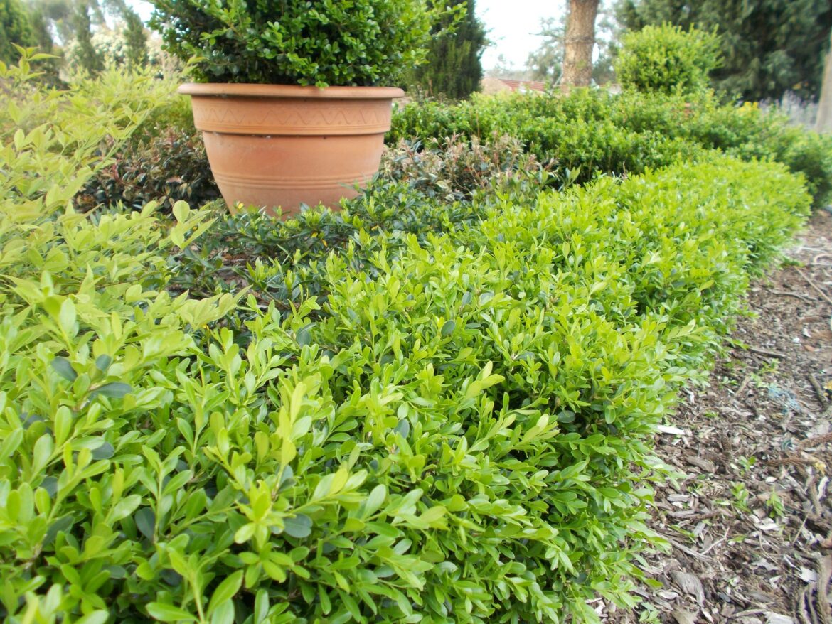 Où placer un buis ?