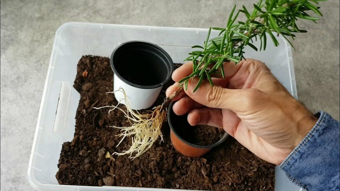 Où placer un caféier ?