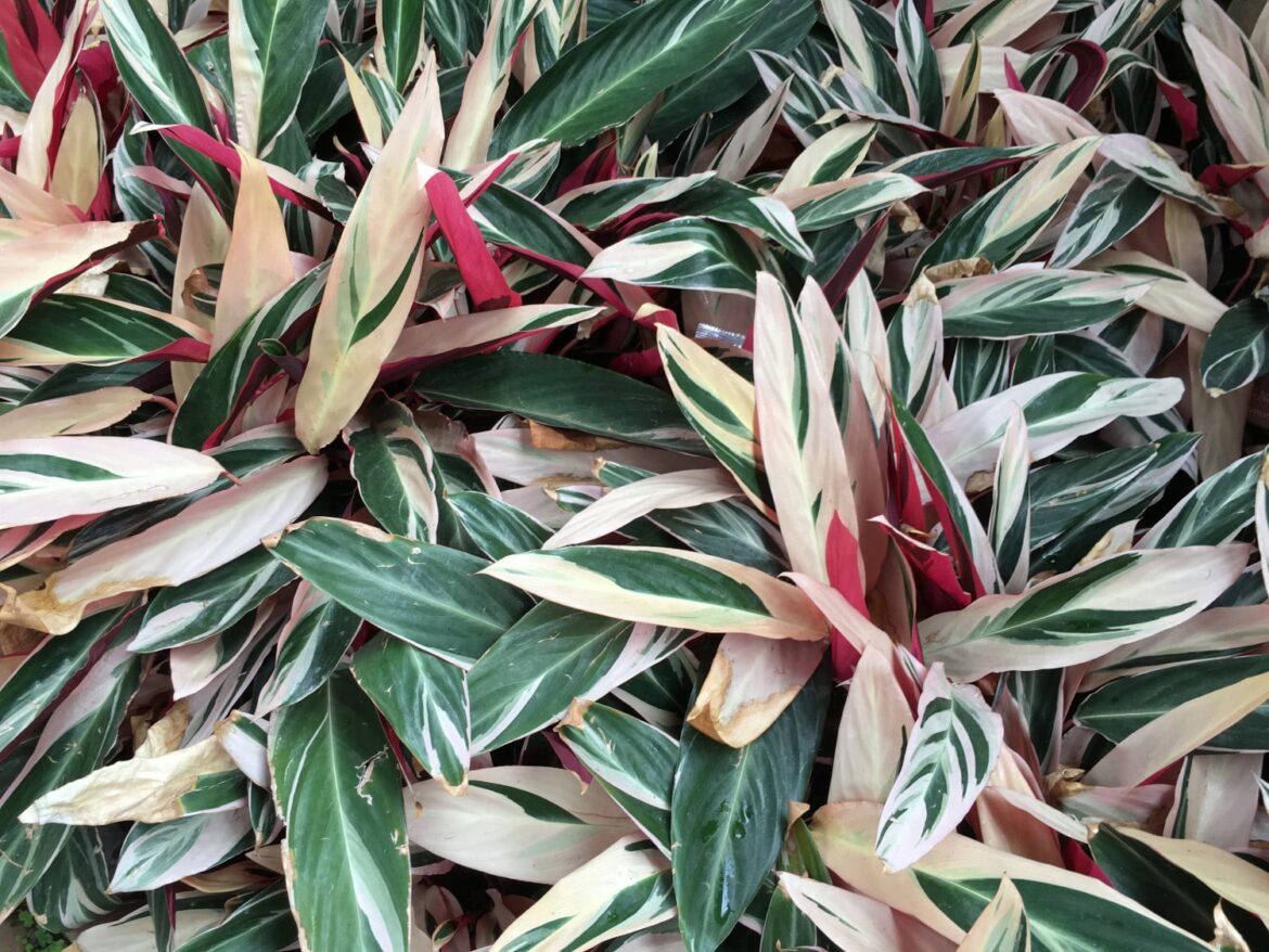 Où placer un calathea ?