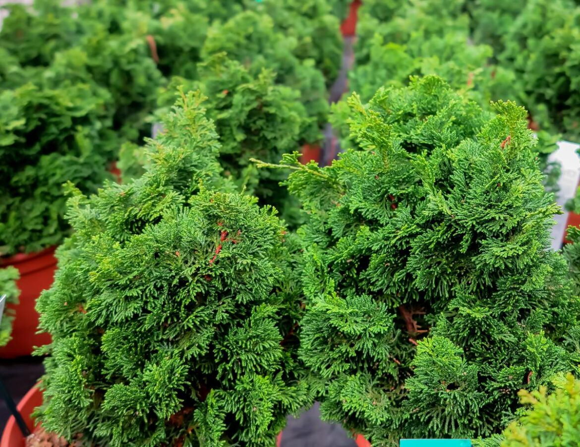 Où placer un cyprès ?