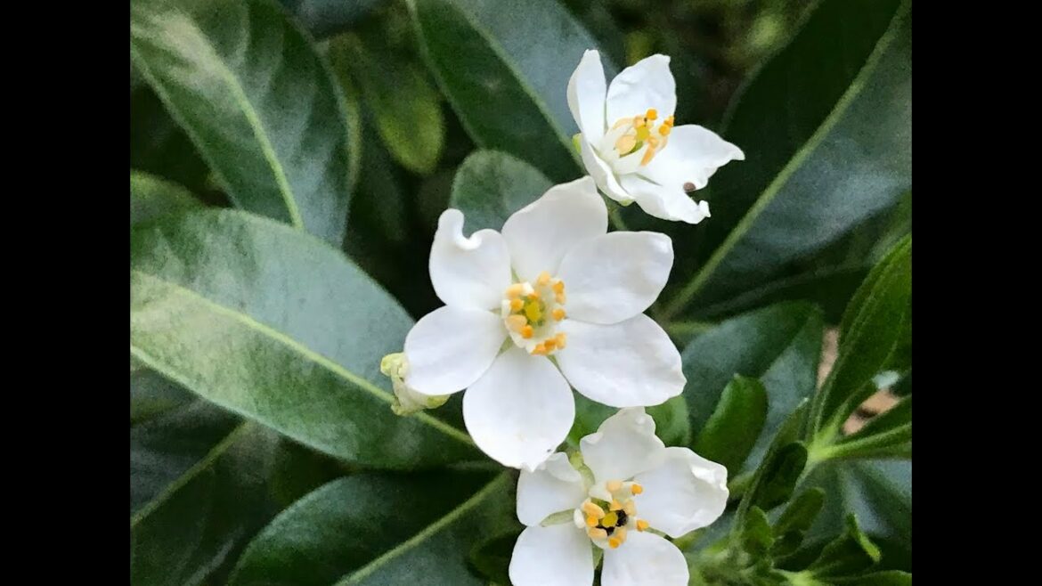 Où placer un oranger du Mexique ?
