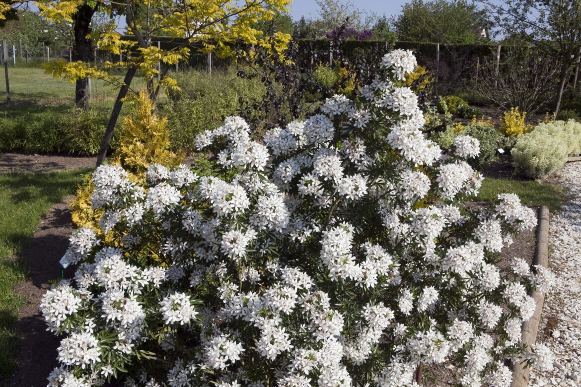 Où placer un oranger du Mexique ?