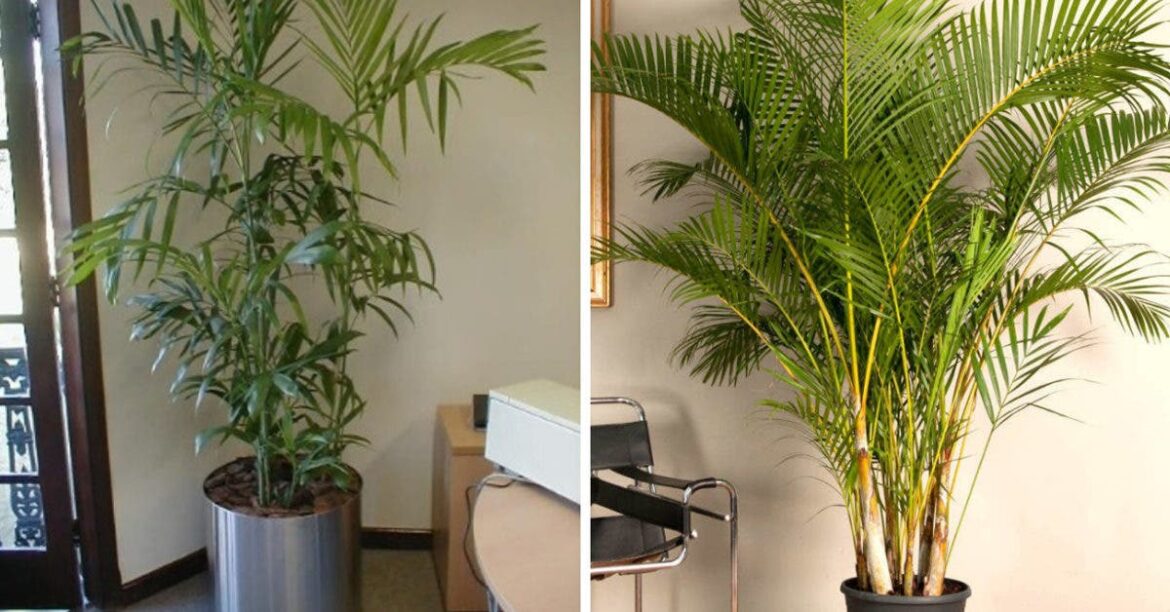 Où placer un palmier ?