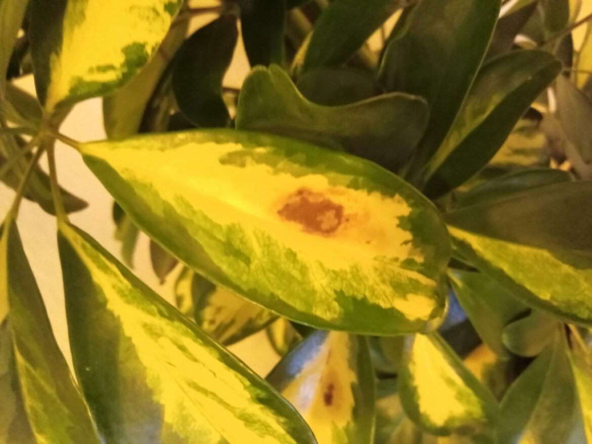 Où placer un schefflera ?