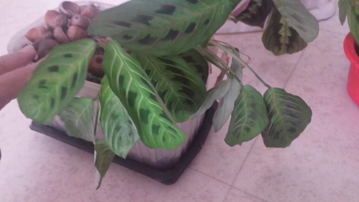 Où placer une Maranta ?