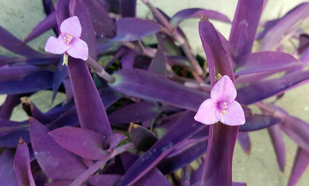 Où placer une misère ?