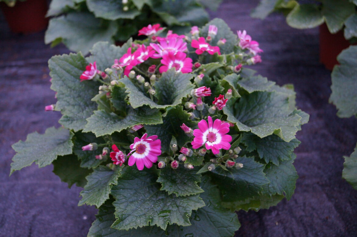 Où planter Cineraire ?