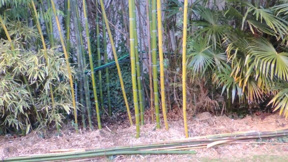 Où planter bambou géant ?