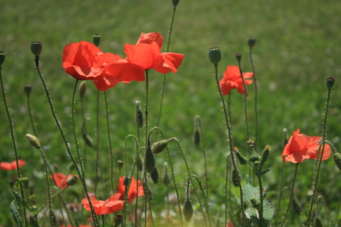 Où planter des coquelicots ?