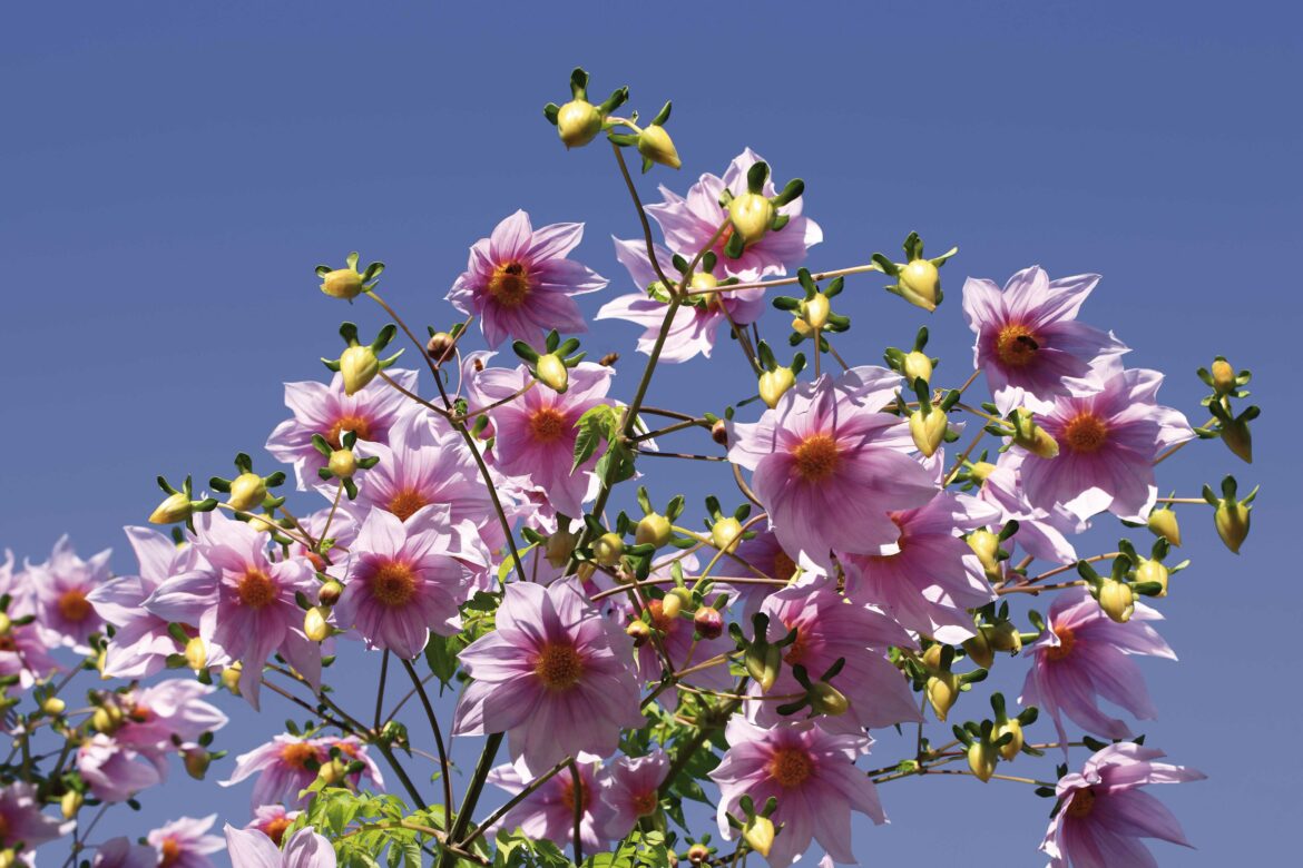 Où planter des dahlias ?