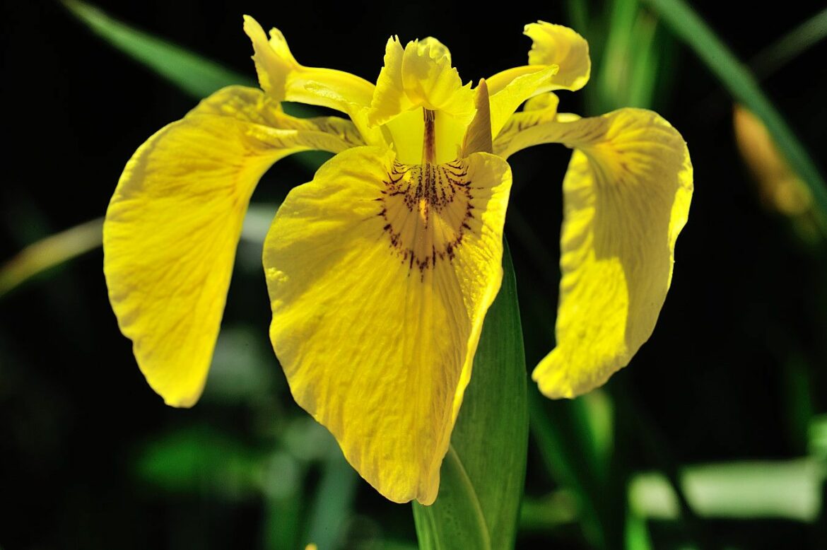 Où planter des iris des marais ?