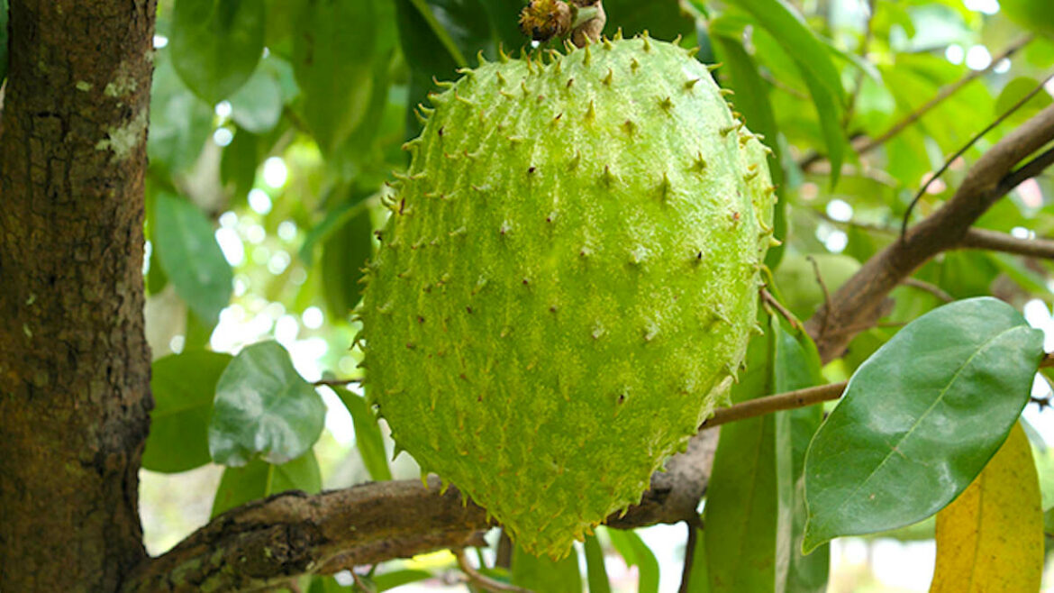 Où planter le corossol ?