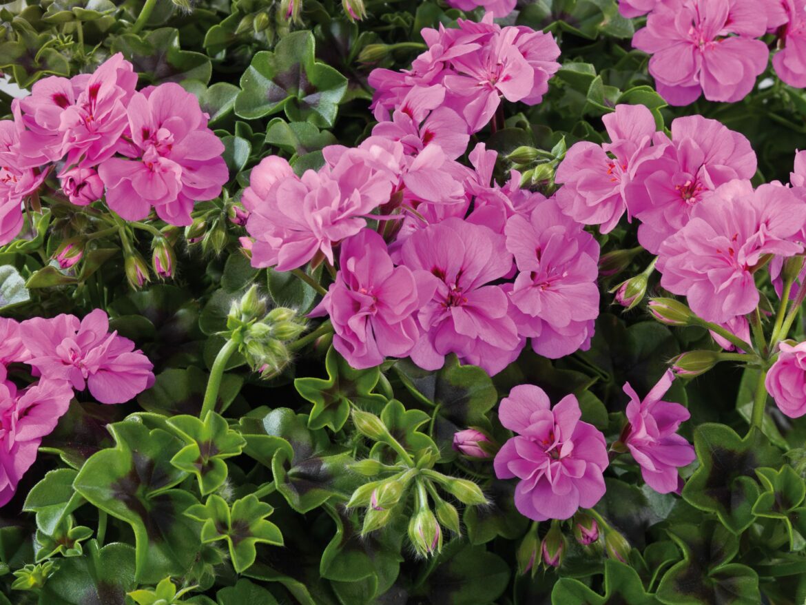 Où planter le géranium lierre ?