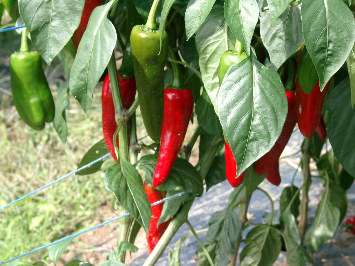 Où planter le piment d'Espelette ?