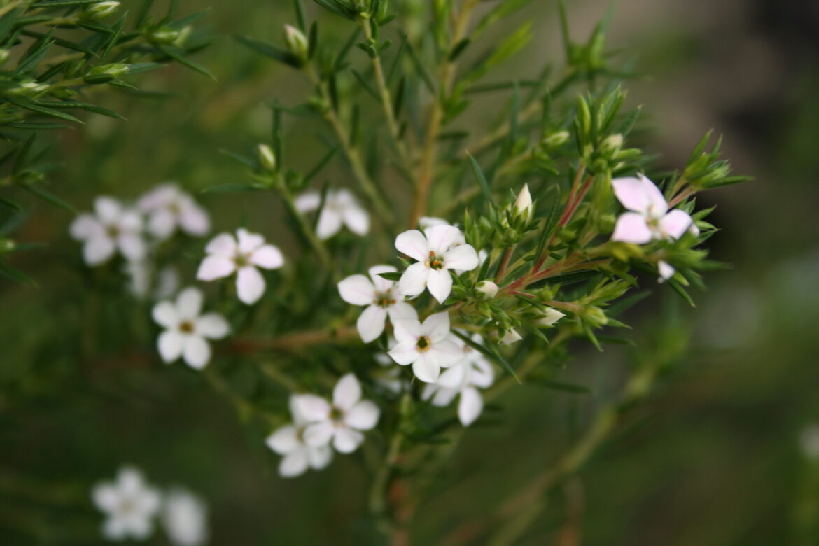Où planter leptospermum ?