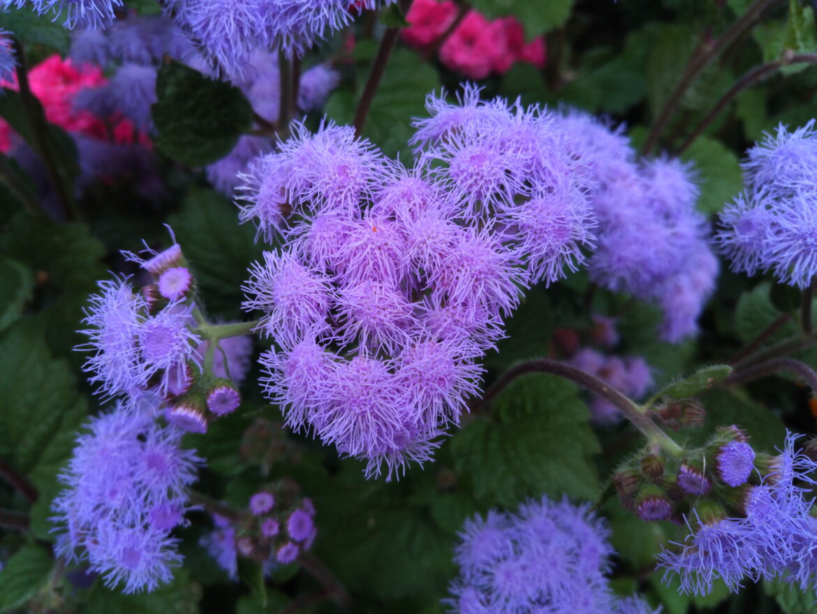 Où planter les ageratum ?