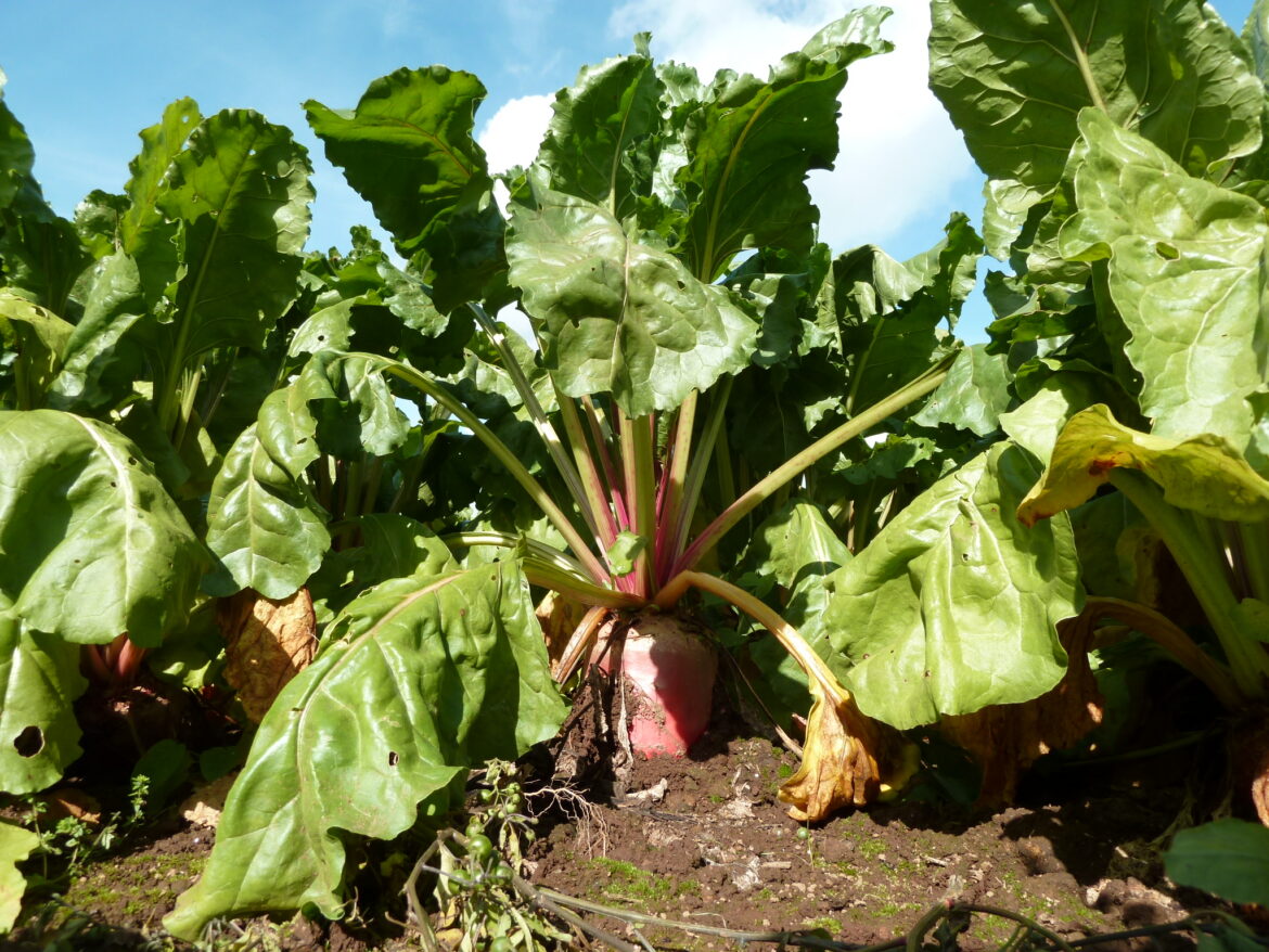Où planter les betteraves dans le jardin ?