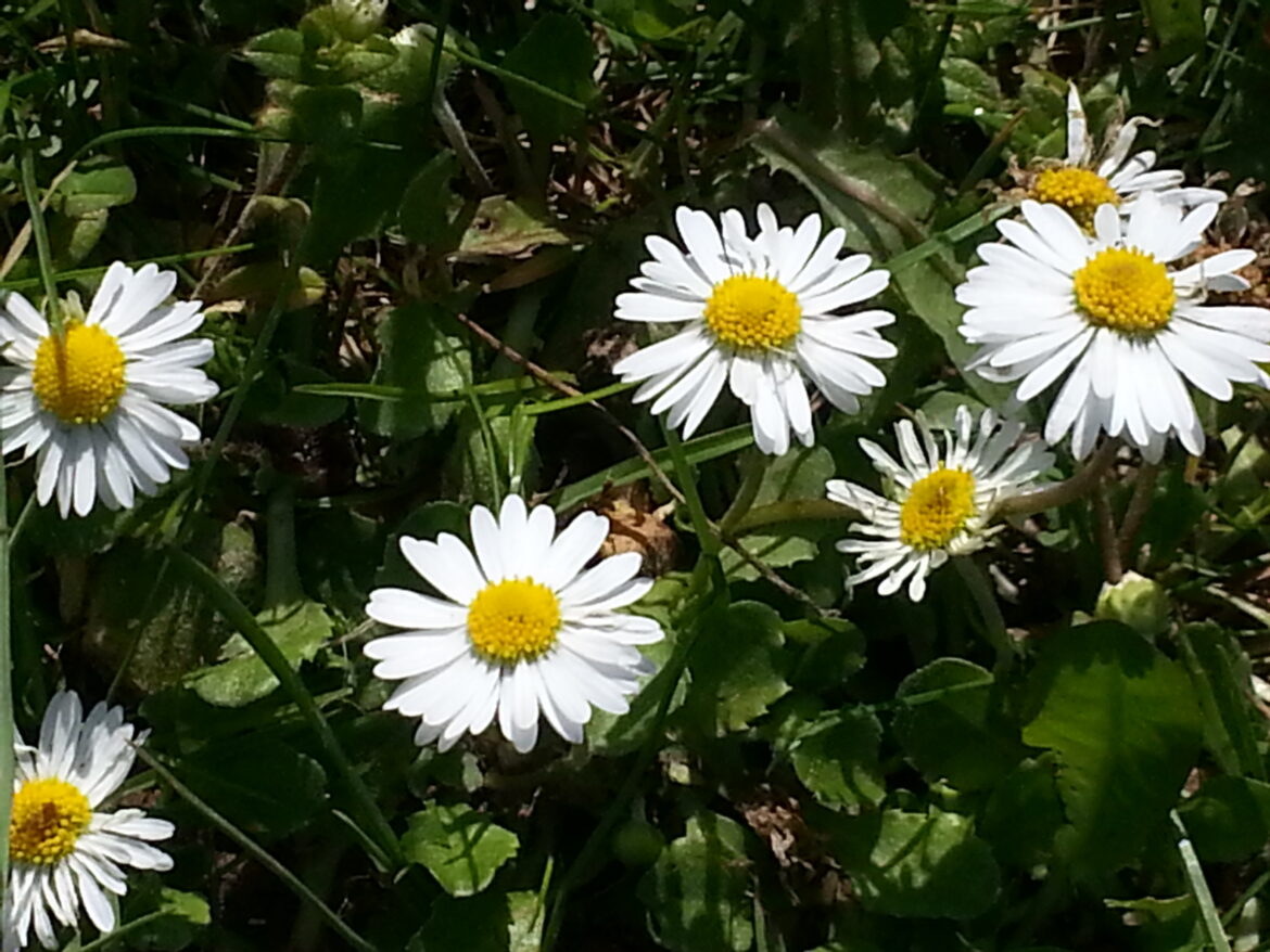 Où planter les pâquerettes ?
