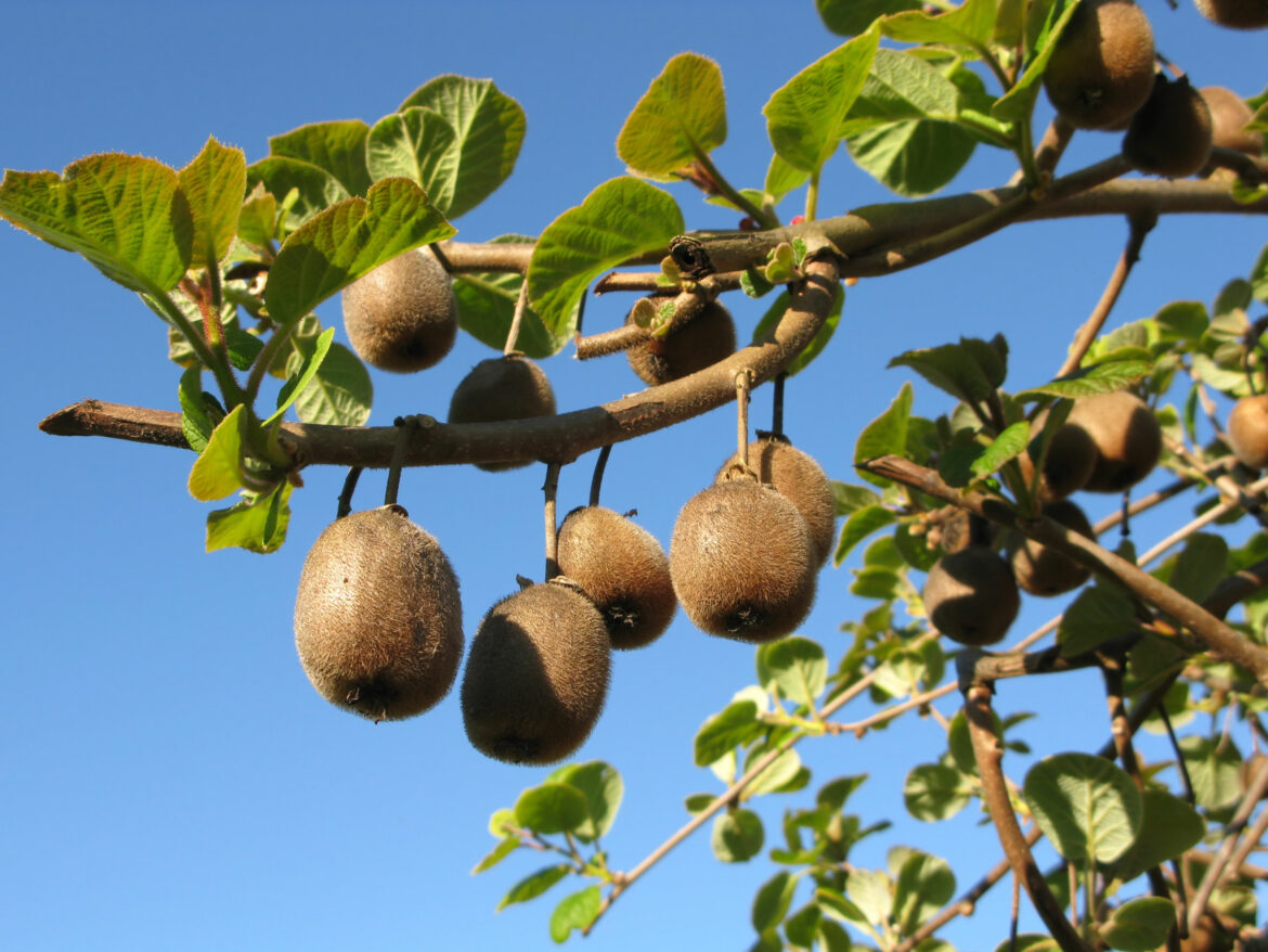 Où planter mon kiwaï ?