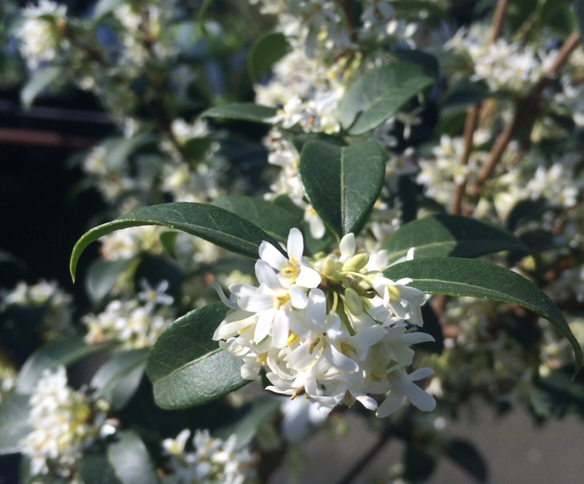 Où planter osmanthus Burkwoodii ?