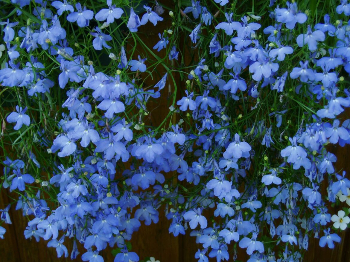 Où planter un Lobelia ?