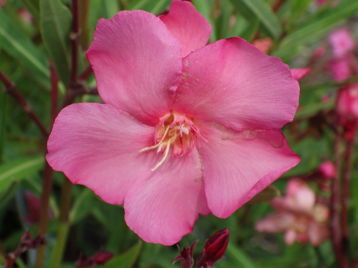 Où planter un Nerium Oleander ?