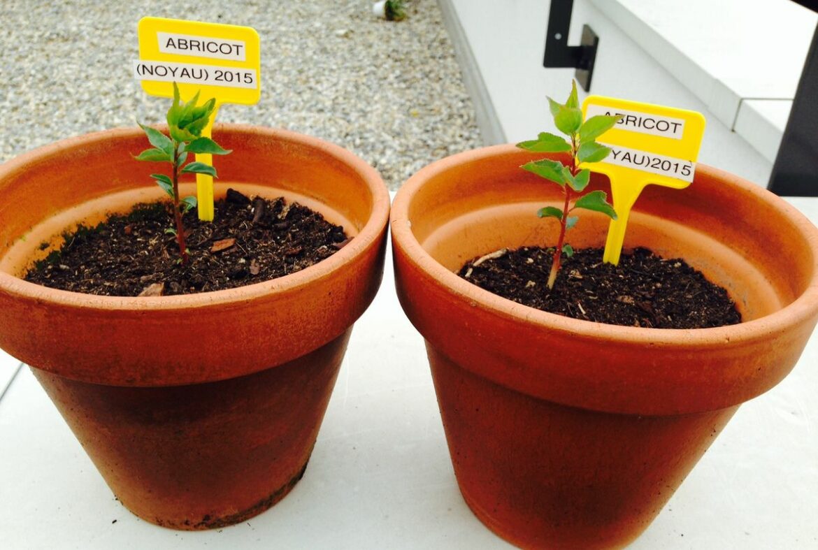 Où planter un abricotier dans le jardin ?