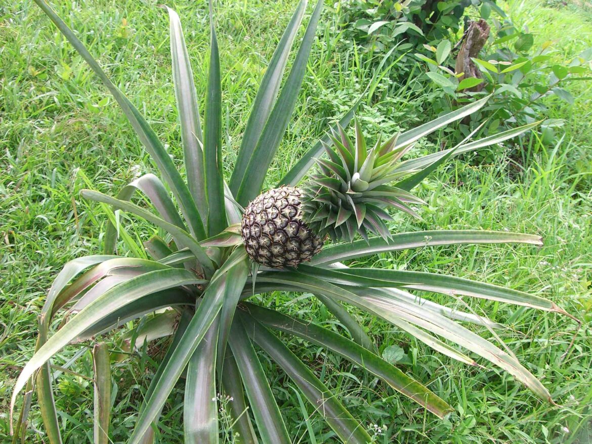 Où planter un ananas ?