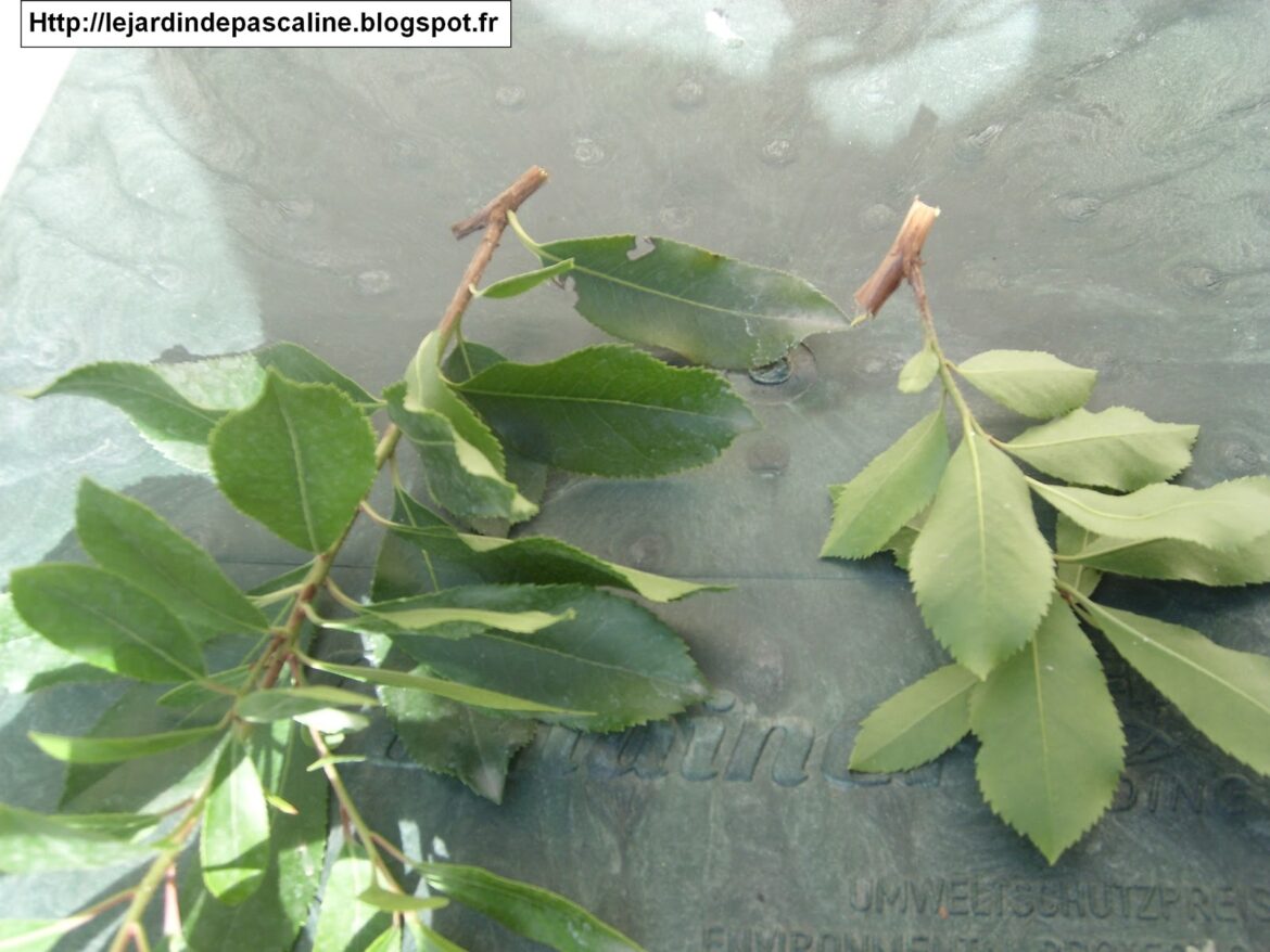 Où planter un arbousier dans son jardin ?
